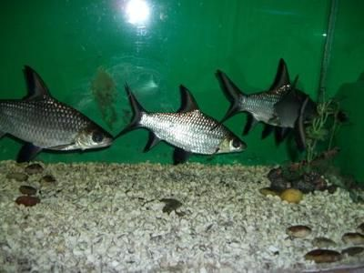 青島龍魚vs祥龍魚場（青島龍魚與祥龍魚場之間的區(qū)別）