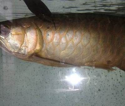 青島龍魚vs祥龍魚場（青島龍魚與祥龍魚場之間的區(qū)別）