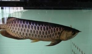 青島龍魚vs祥龍魚場（青島龍魚與祥龍魚場之間的區(qū)別）