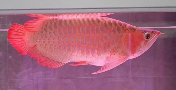 戰車紅龍魚：戰車紅龍魚品級鑒定技巧