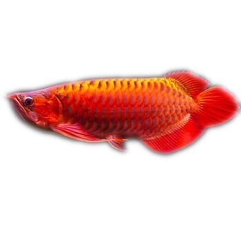 戰車紅龍魚：戰車紅龍魚品級鑒定技巧