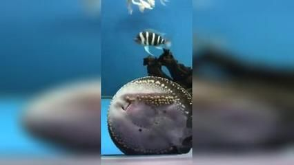 魟魚寶寶：魟魚寶寶是魟魚生命周期中的一個重要階段
