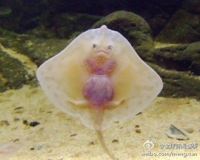 魟魚寶寶：魟魚寶寶是魟魚生命周期中的一個重要階段
