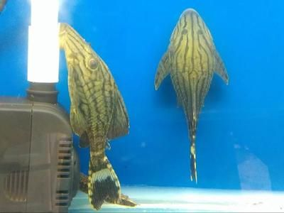 魟魚寶寶：魟魚寶寶是魟魚生命周期中的一個重要階段