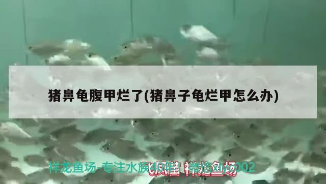 豬鼻龜腹甲爛了(豬鼻子龜爛甲怎么辦)
