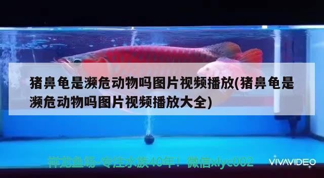 豬鼻龜是瀕危動物嗎圖片視頻播放(豬鼻龜是瀕危動物嗎圖片視頻播放大全)