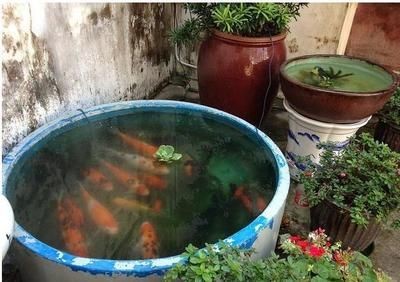 大水缸改造魚缸好嗎視頻：大水缸改造為生態魚缸的優點和技巧