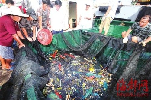 海南觀賞魚市場怎么樣啊（海南觀賞魚市場具有一定的競爭優勢和市場規模）
