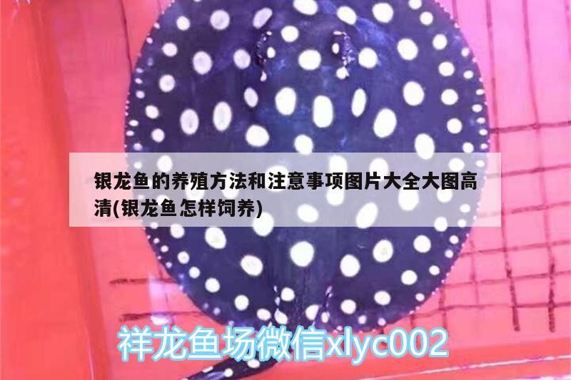 銀龍魚的養殖方法和注意事項圖片大全大圖高清(銀龍魚怎樣飼養)