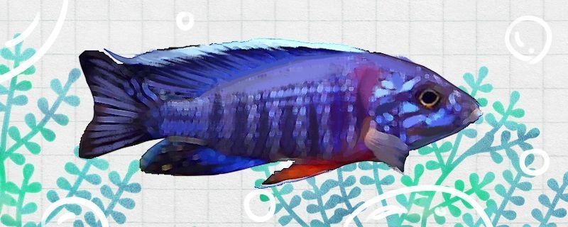 過背金龍魚的特點和缺點是什么呢：如何挑選健康的過背金龍魚