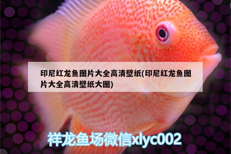 印尼紅龍魚圖片大全高清壁紙(印尼紅龍魚圖片大全高清壁紙大圖)