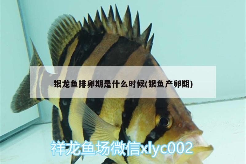 銀龍魚排卵期是什么時候(銀魚產卵期) 銀龍魚排卵期是什么時候(銀魚產卵期) 銀龍魚百科