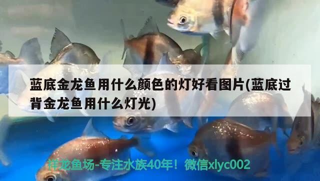 魚缸用增氧泵價格是多少:魚缸增氧機-xtrac增氧機-xtrac增氧機 藍底金龍魚用什么顏色的燈好看圖片(藍底過背金龍魚用什么燈光) 金龍魚百科 藍底金龍魚用什么顏色的燈好看圖片(藍底過背金龍魚用什么燈光) 藍底金龍魚用什么顏色的燈好看圖片(藍底過背金龍魚用什么燈光) 金龍魚百科