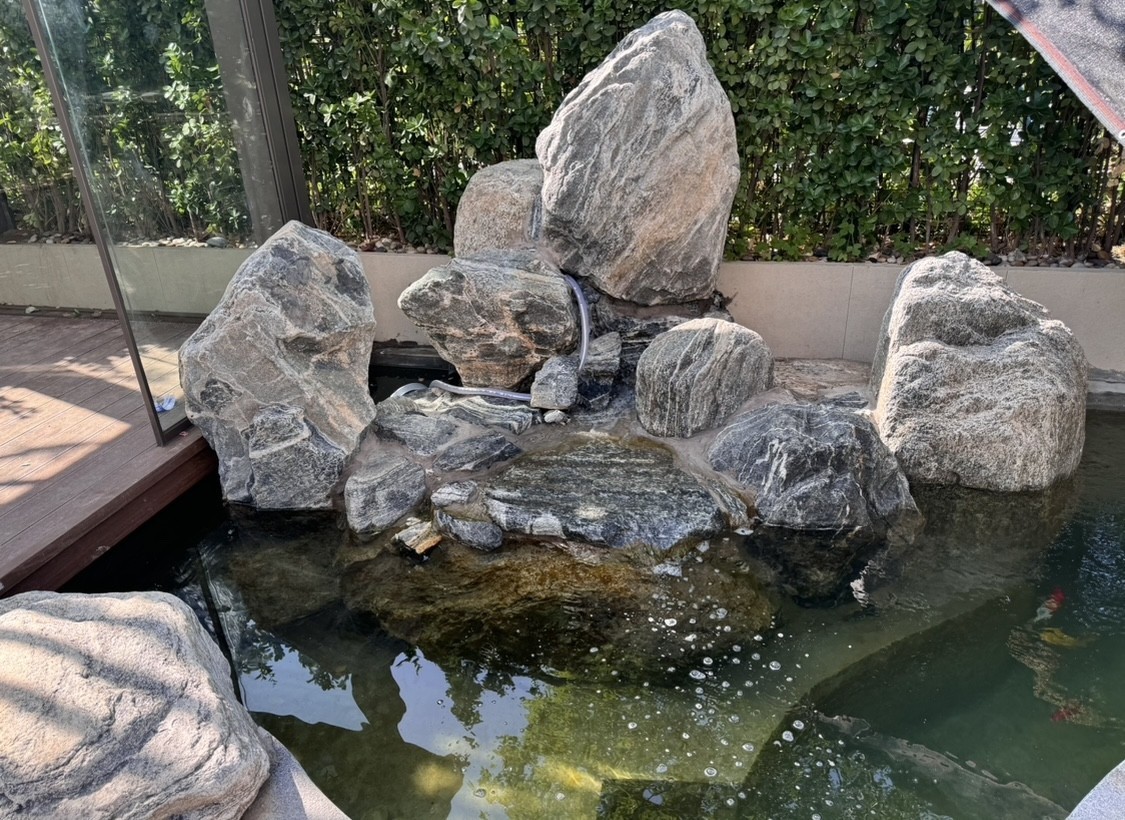五年，龍魚長很大，繼續(xù)養(yǎng)得換更大的魚缸，最近要搬家，只能把小豬唯一的室友龍魚請走了。留下小豬，在一個超小缸過渡性蝸居了一個月，然后正好夏天，新家的室外魚池也弄好了，小豬住進戶外大豪宅。