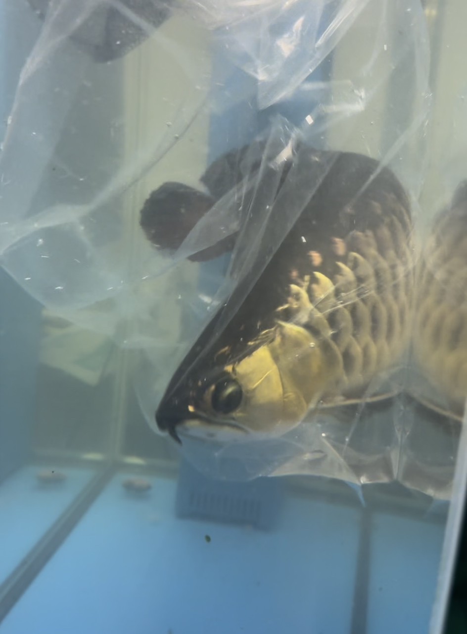 五年，龍魚長很大，繼續(xù)養(yǎng)得換更大的魚缸，最近要搬家，只能把小豬唯一的室友龍魚請走了。留下小豬，在一個超小缸過渡性蝸居了一個月，然后正好夏天，新家的室外魚池也弄好了，小豬住進戶外大豪宅。