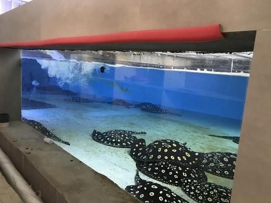 魟魚燒邊爛尾怎么治療：魟魚燒邊爛尾怎么辦 魟魚燒邊爛尾怎么治療：魟魚燒邊爛尾怎么辦 魟魚百科 第1張
