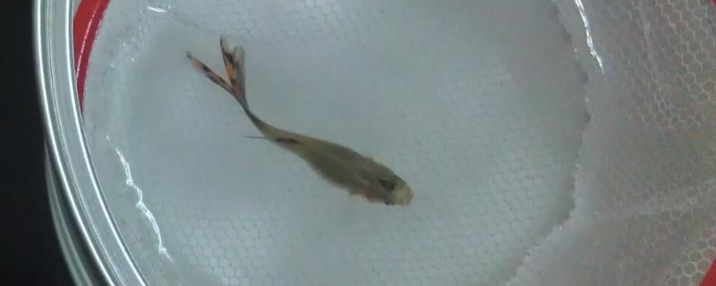 魟魚燒邊爛尾怎么治療：魟魚燒邊爛尾怎么辦 魟魚燒邊爛尾怎么治療：魟魚燒邊爛尾怎么辦 魟魚百科 第2張
