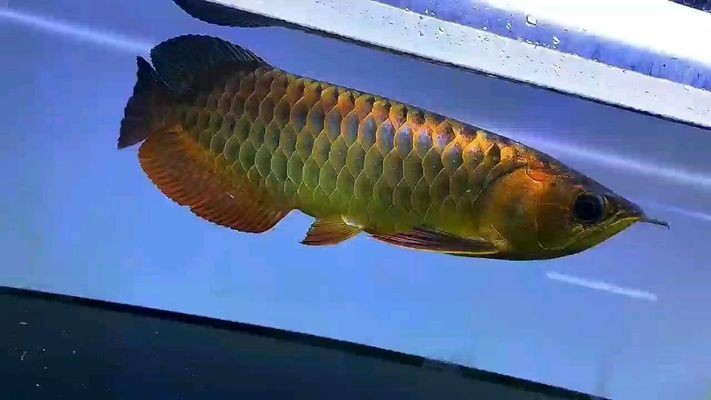 龍魚(yú)換水需要加鹽嗎vs祥龍魚(yú)場(chǎng)：祥龍魚(yú)場(chǎng)的評(píng)價(jià)如何龍魚(yú)換水頻率及注意事項(xiàng)