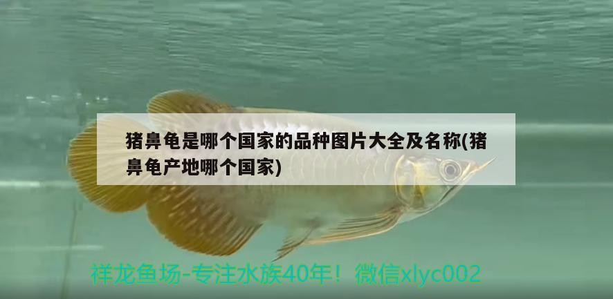 豬鼻龜是哪個國家的品種圖片大全及名稱(豬鼻龜產地哪個國家)