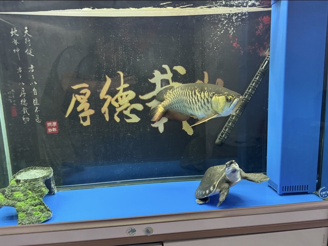 四年半，小豬和龍魚都大了，很霸道，沒法加入其他新魚，就龍龜吧。