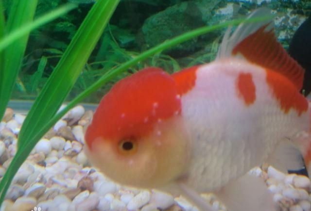 觀賞魚的常見病及防治視頻：觀賞魚的常見病以及防治方法