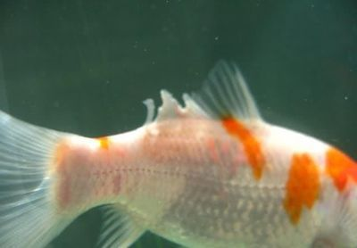 觀賞魚的常見病及防治視頻：觀賞魚的常見病以及防治方法