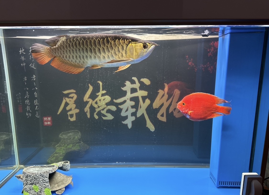 兩年半，小豬喜歡躲避了！白天經(jīng)常把頭插到龜臺下面。同時換了一條新伙伴，鸚鵡魚，魚很大，以為能共處，不過沒堅持多久，鸚鵡還是被龍魚咬掛了。