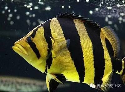 虎魚眼球突出怎么回事：虎魚眼球突出怎么辦