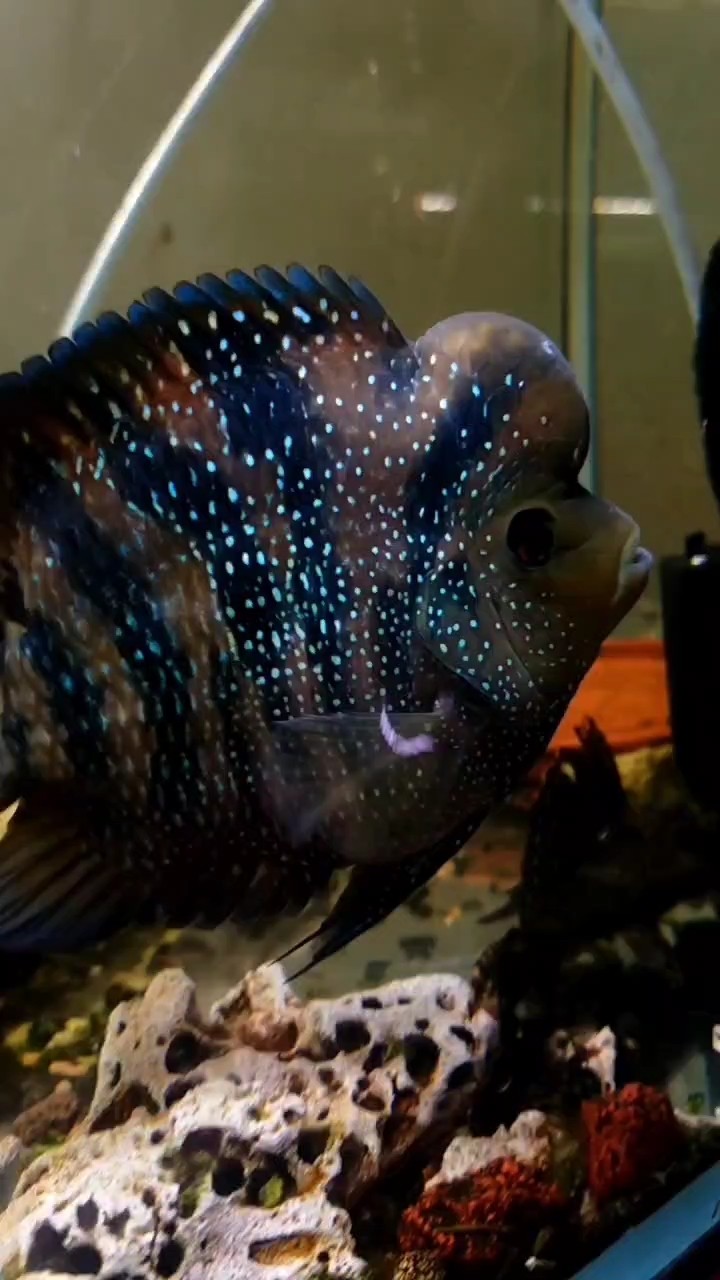 小雜魚成年了