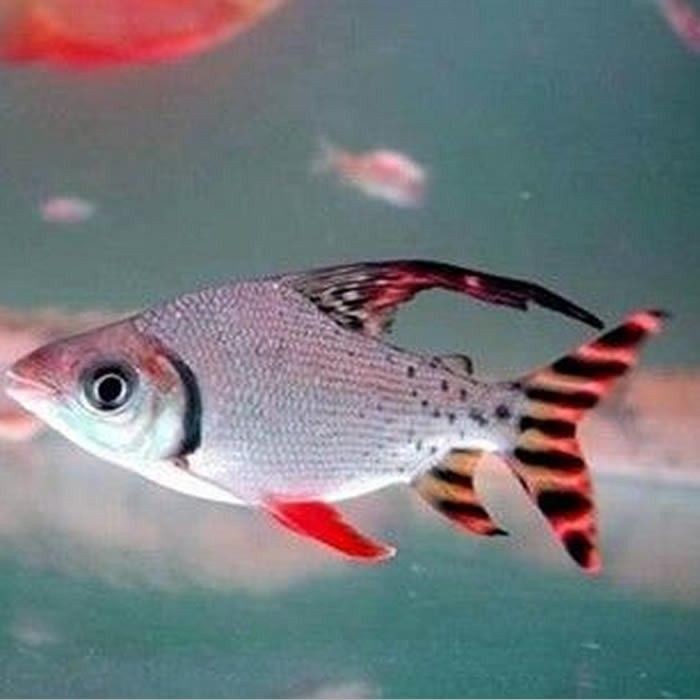 四紋虎魚紋路遺傳規(guī)律，四紋虎魚的紋路遺傳規(guī)律