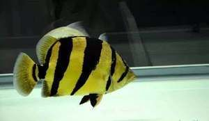四紋虎魚紋路遺傳規(guī)律，四紋虎魚的紋路遺傳規(guī)律