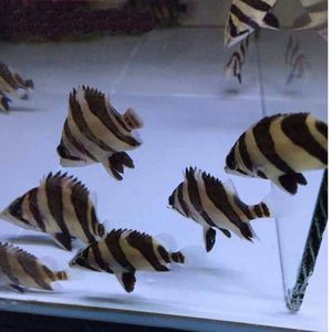 四紋虎魚紋路遺傳規(guī)律，四紋虎魚的紋路遺傳規(guī)律