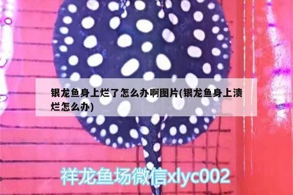 龍魚身上爛了vs祥龍魚場(chǎng)：龍魚爛身病因分析