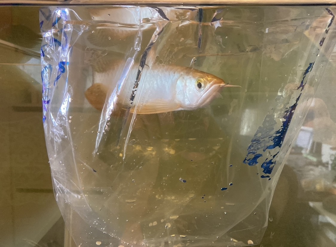 半年后，來了一條龍魚！好伙伴不打架。