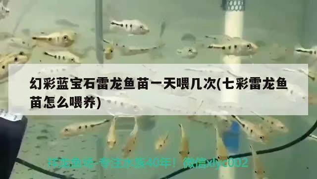 幻彩藍(lán)寶石雷龍魚苗一天喂幾次(七彩雷龍魚苗怎么喂養(yǎng))