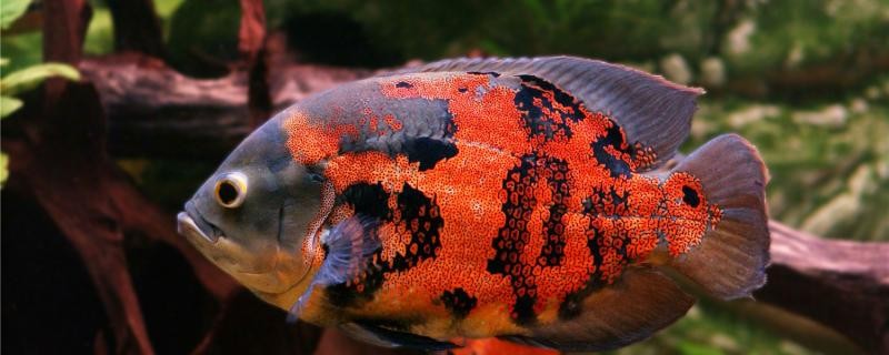 地圖魚長白點了是什么原因怎么辦