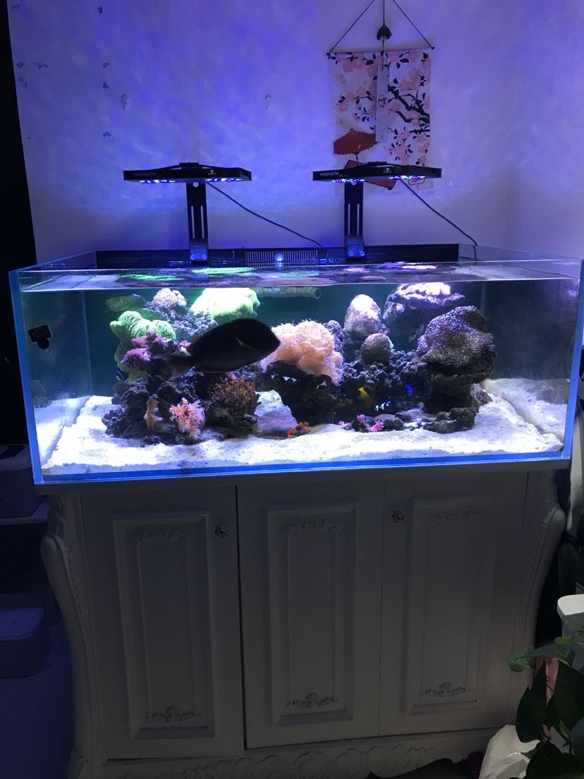 北京寶興隆水族店