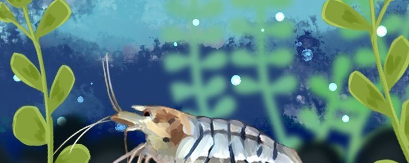 龍魚萬能藥vs祥龍魚場：龍魚萬能藥與祥龍魚場之間的競爭關系