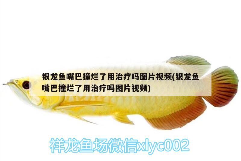 銀龍魚嘴巴撞爛了用治療嗎圖片視頻(銀龍魚嘴巴撞爛了用治療嗎圖片視頻)