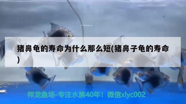 豬鼻龜的壽命為什么那么短(豬鼻子龜的壽命)