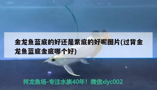 金龍魚(yú)藍(lán)底的好還是紫底的好呢圖片(過(guò)背金龍魚(yú)藍(lán)底金底哪個(gè)好)