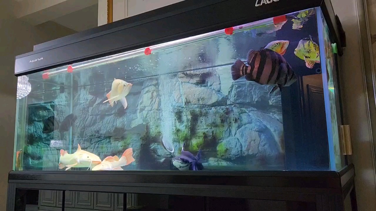魚缸過濾器選購指南:自制魚缸過濾器魚缸上置過濾器對于養魚愛好者的必備知識 入秋了 龍魚論壇 入秋了 入秋了 龍魚論壇