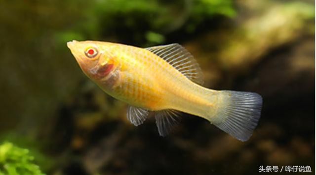 龍魚是淡水魚