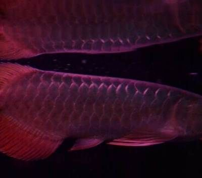 德陽龍魚vs祥龍魚場（德陽龍魚與祥龍魚場之間的區別）