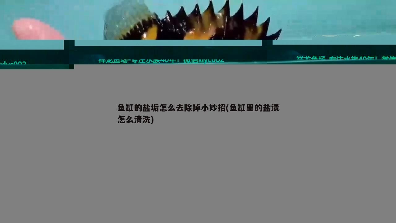 藍色過背金龍魚(藍色過背金龍魚圖片)