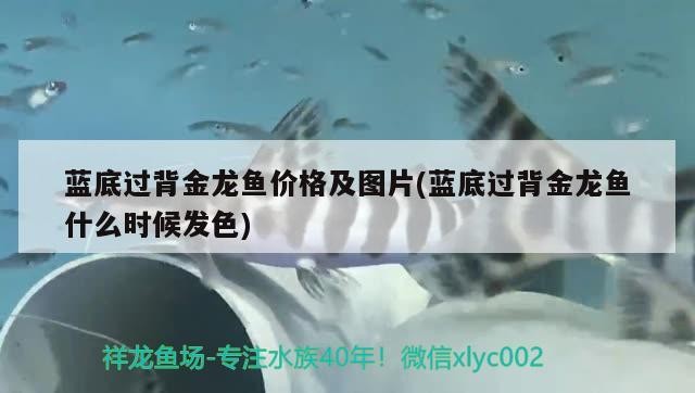 藍(lán)底過背金龍魚價格及圖片(藍(lán)底過背金龍魚什么時候發(fā)色)