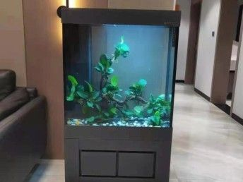 魚缸加了過濾器材為什么水還是不清澈