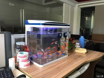 印尼虎魚缸大小：印尼虎魚的魚缸尺寸