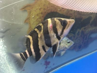 虎魚對溫度要求：虎魚對溫度的要求