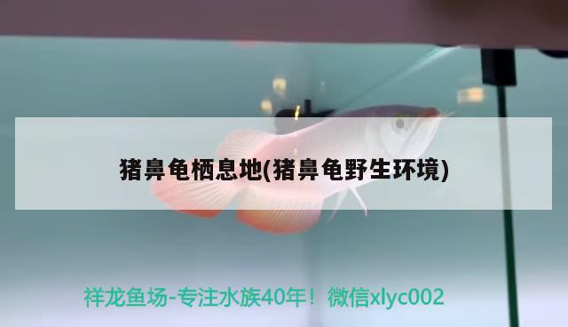 豬鼻龜棲息地(豬鼻龜野生環(huán)境)